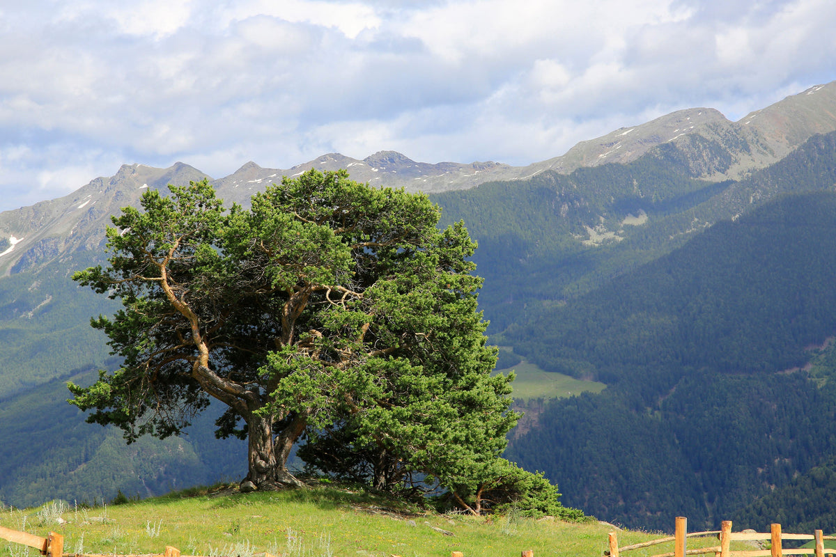 Zirbenbaum in den Alpen
