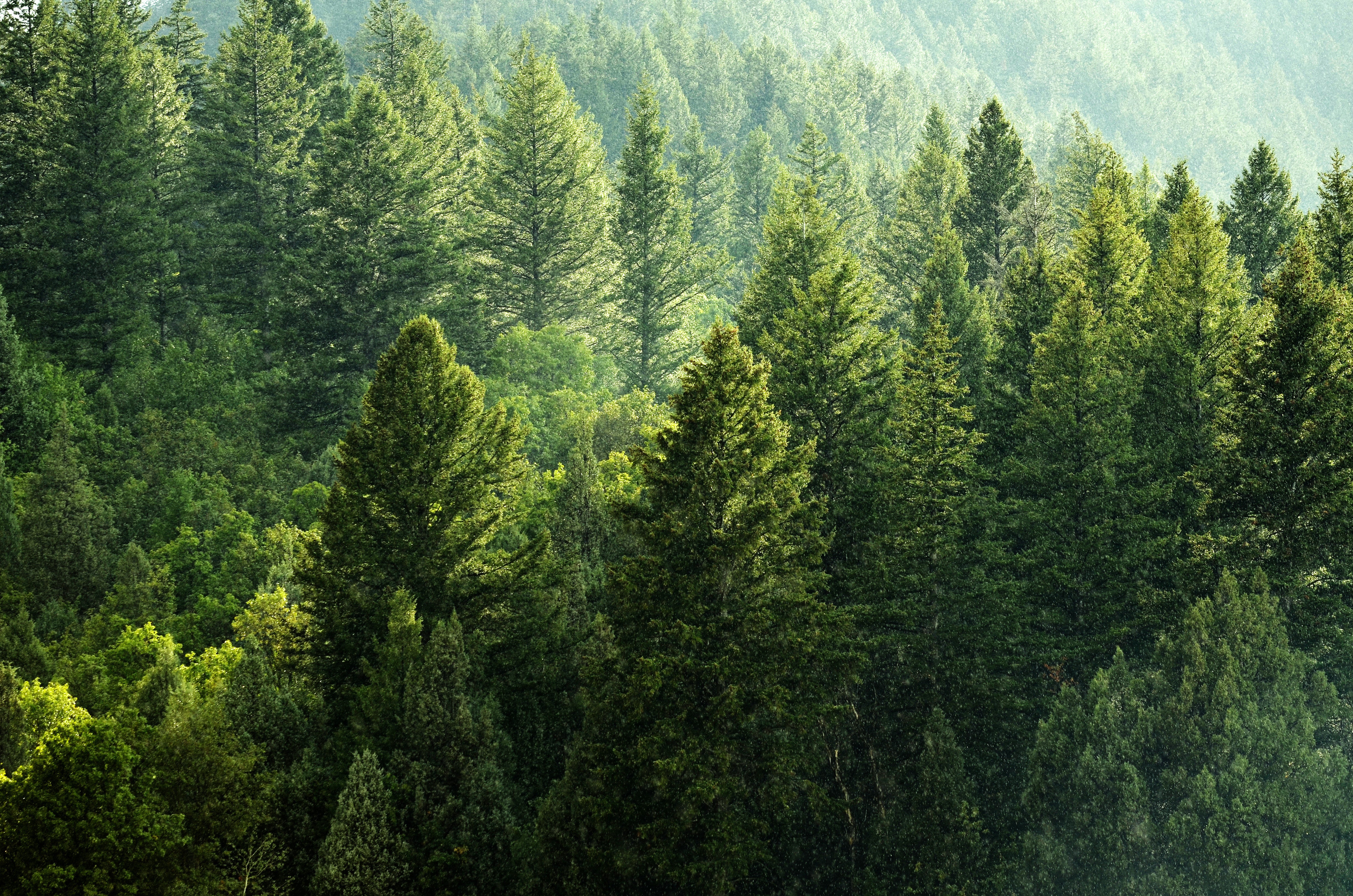 Dichter Wald, ein erneuerbarer Rohstoff für Massivholzbetten
